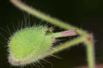 Dovefoot geranium